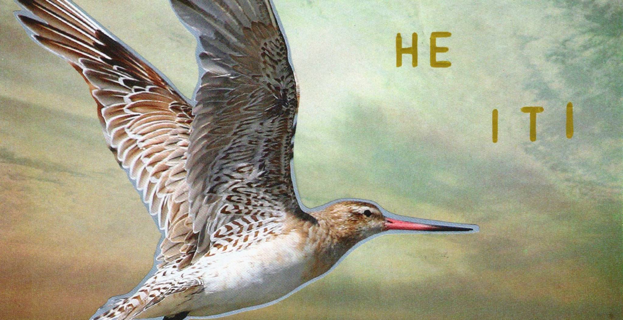 Image of a bird flying on a golden background with the text 'He Iti'